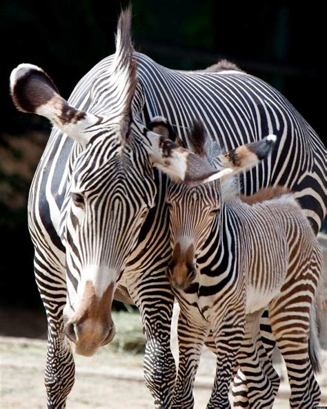 Denver Zoo Welcomes Birth Of Endangered Grevys Zebra Foal