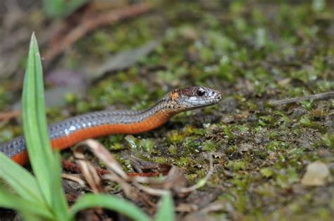 Wild Profile Meet The Red Bellied Snake Cottage Life