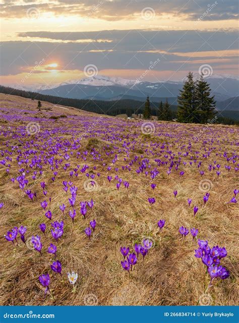 Purple Crocus Flowers On Spring Mountain Stock Photo Image Of Hike