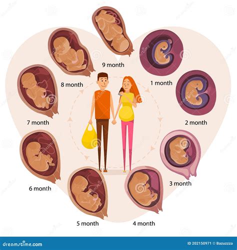 Happy Expecting Couple Human Embryo Evolution Stages Flat Vector