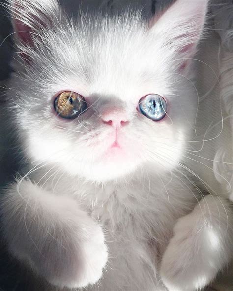Meet Pam Pam A Tiny Kitty With Heterochromia Whose Eyes