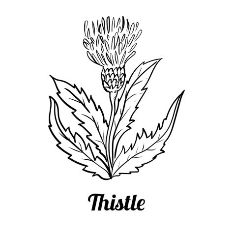 Thistle Flower Vector Png Vector Psd And Clipart With Transparent