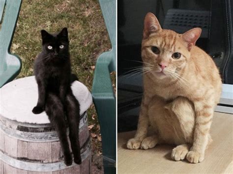 Enjoy These Cute Pictures Of Cats Sitting Like Humans Metro News