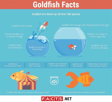 Top 15 Goldfish Facts Types Diet Lifespan And More