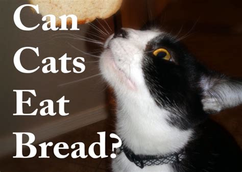 Can Cats Eat Bread Cat Mania
