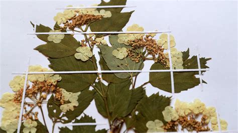 Herbarium Kostenlose Vorlagen Herbarium Vorlage Zum Ausdrucken Mgboomer
