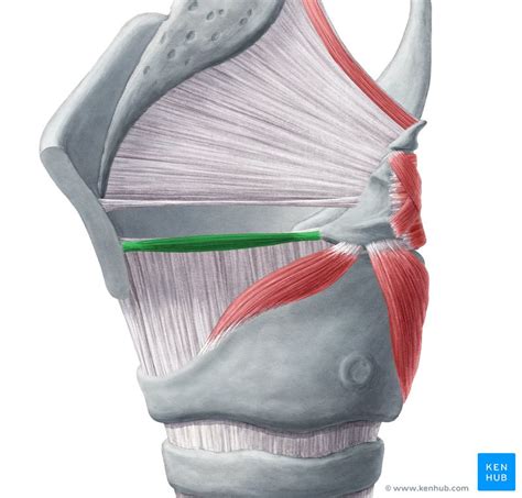 Muscles Of The Larynx Anatomy Function Diagram Kenhub Images