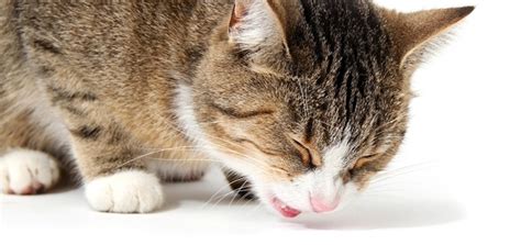 As such, the kitty has to vomit them, cough them up, or pass them through her digestive tract in the form. Cat Hairball Problems? Learn Why They Happen and How to Help