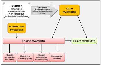 The possible pathophysiology and proposed guideline. Myocarditis—Personalized Medicine by Expanded ...