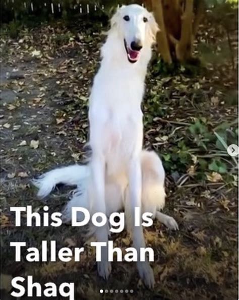This Dog Is Taller Than Shaq Borzoi Long Nose Dog Know Your Meme