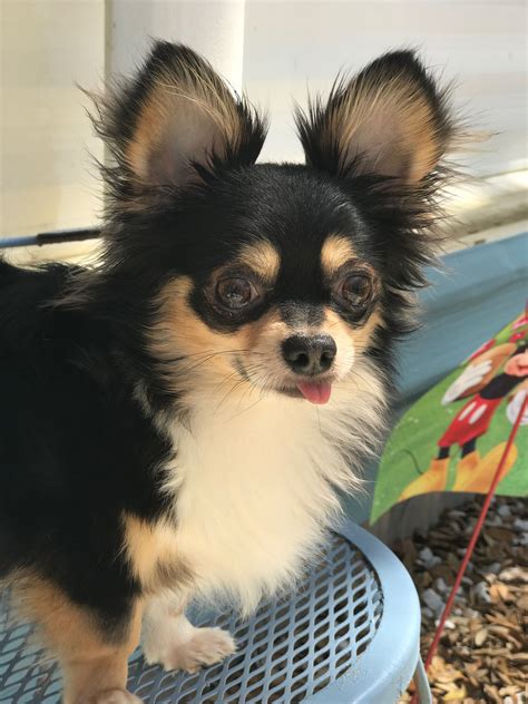 Long Haired Chihuahua Hairstyles Trendy Hair