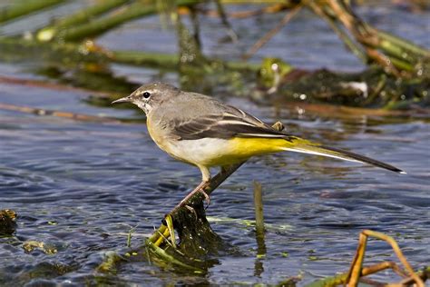 Peters Portfoliobird And Wildlife Photography Grey Wagtail