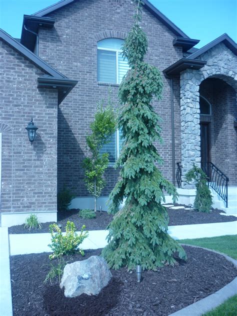 Weeping White Spruce Evergreen Trees Landscaping Evergreen Landscape