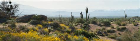 The Most Memorable Ways To Explore The Sonoran Desert Roadtrippers