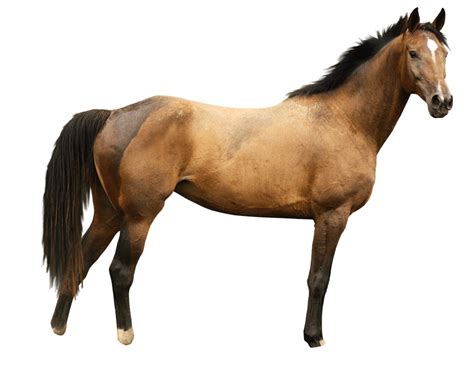 Download Horse Png Image Hq Png Image Freepngimg