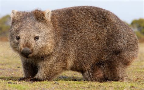 Wombat Pet