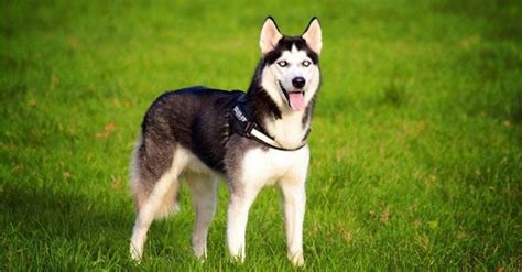 Initial costs on accessories such as a crate, collar, leash, carrier, bedding. How Much Do Huskies Cost? All You Need to Know Before ...