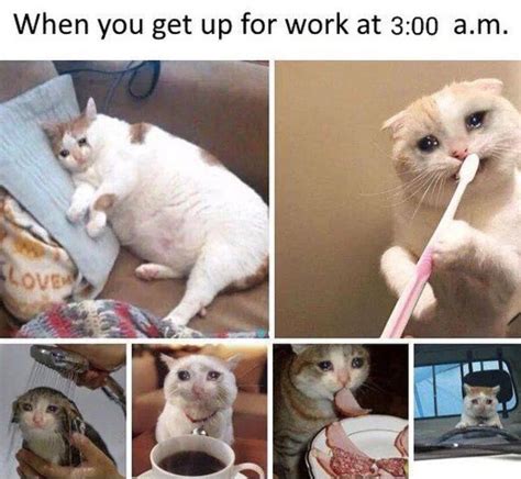 20 Funny Wake Up Cat Memes Factory Memes