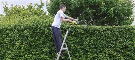 Now Is The Time To Trim Your Evergreen Hedges Daves Garden