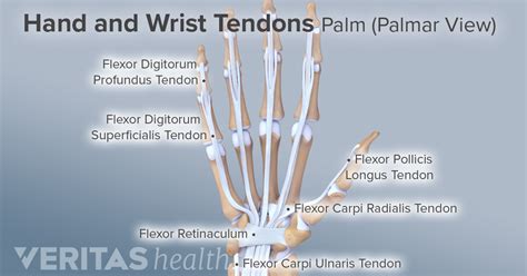 Muscles Tendons Of Hand Wrist Median Nerve Hand Thera