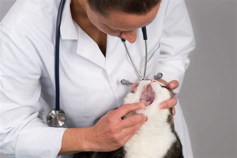 Mouth Cancer In Cats Causes Symptoms And Treatment All About Cats 2022