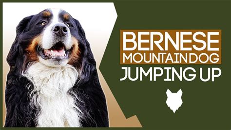 Stop Your Bernese Mountain Dog Jumping Up Youtube