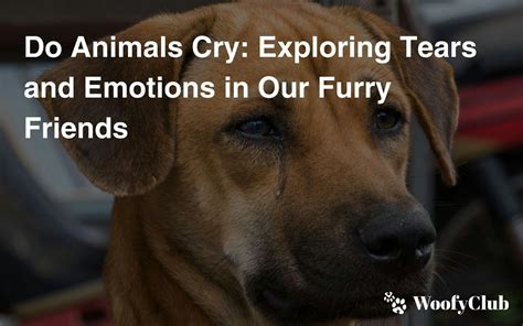 Do Animals Cry Exploring Tears And Emotions In Our Furry Friends