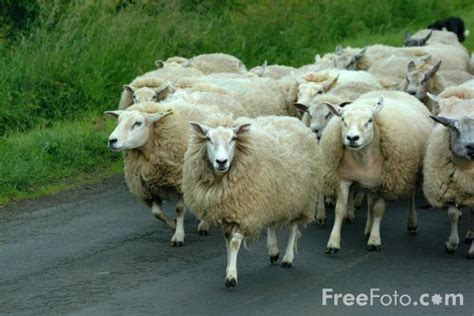 But by standing a flock of sheep in that position you can make a crowd of men. Flock of Sheep pictures, free use image, 07-05-34 by ...