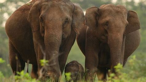 Jharkhand Big Gang Of Ivory Smugglers Caught Police झारखंड में पकड़ा