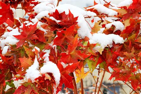 Snow Covered Red Maple Leaf Stock Photo Image Of Covered White 60593622