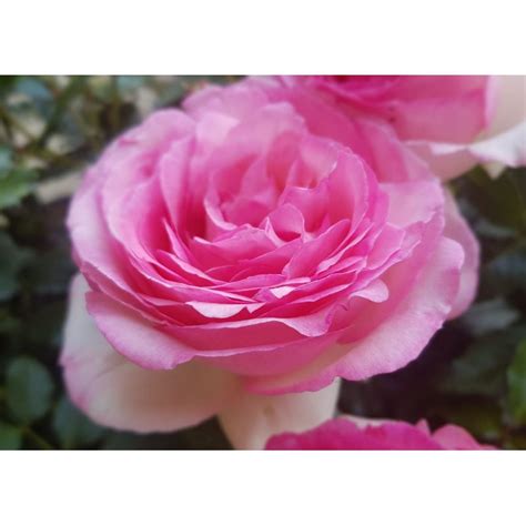 Kletterrose Eden Rose R Kaufen Bei Pflanzen Shopch