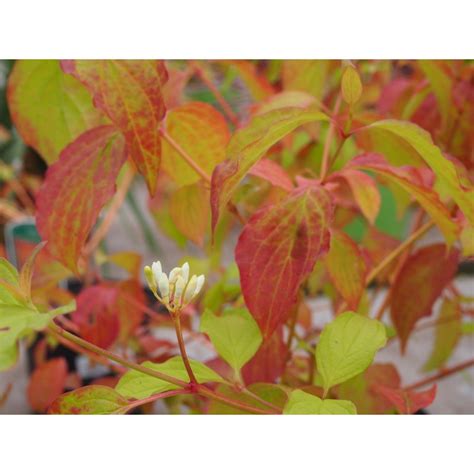 Cornus Sanguinea Annys Winter Orange PÉpiniere Brochet Lanvin