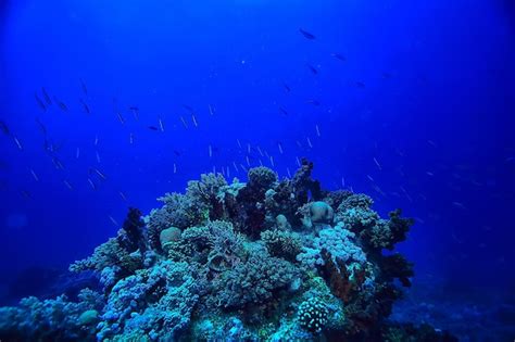 Premium Photo Coral Reef Background Underwater Marine Life Ecosystem