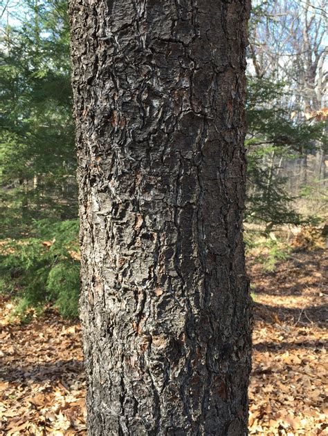 Identifying Trees By Their Bark