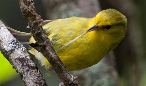 Maui ‘alauahio Maui Forest Bird Recovery Project