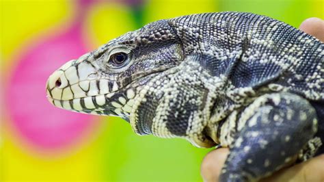 Report Invasive Tegu Lizards In Georgia Mental Floss