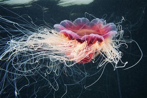 Underwater Experiments Continued Wonderful New Photos Of Jellyfish By