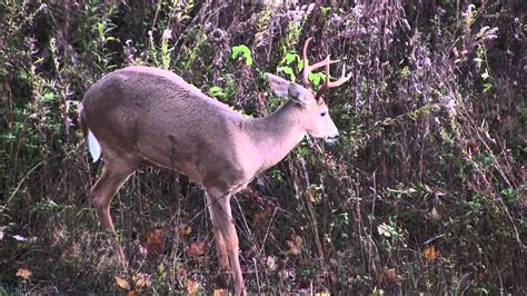 White Tailed Buck Pops Pimple Youtube