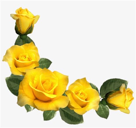 Free Png Beautiful Yellow Roses Decor Png Images Transparent Yellow