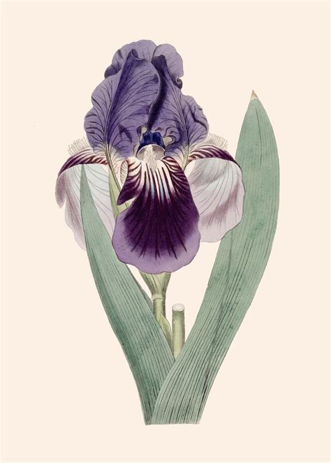 Set Of 2 Iris Prints Botanical Wall Art Watercolor Floral Etsy Uk
