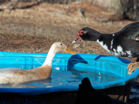 Ducks On The Farm Hubpages