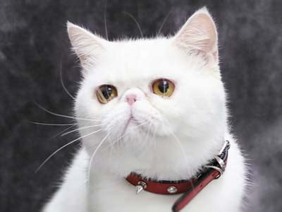 They have the look of the persian. British Shorthair Cat Price In Philippines - 81021+ Nama ...