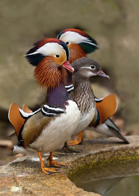 Mandarine Ducks Photograph By Jaroslaw Blaminsky Fine Art America