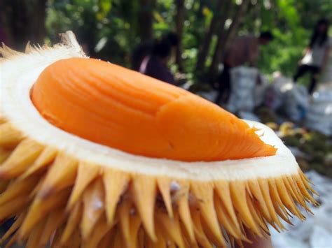 Taste of musang king grade a flesh : Brunei Durian