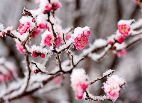 11 Winter Flowers To Plant In Your Garden