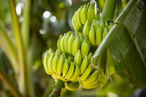 How Do I Get My Banana Tree To Produce Fruit