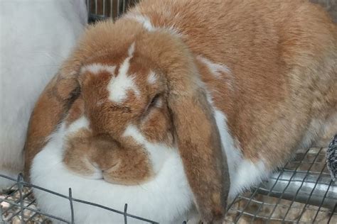Giant French Lop Rabbit