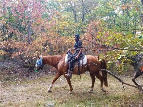 Take A Fall Foliage Trail Ride On Horseback At Mountain Creek Stable In