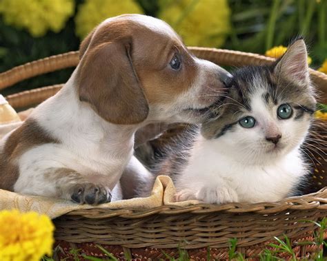 Free Download Cute Cat And Dog Cuddling Hd Cats And Dogs Wallpapers