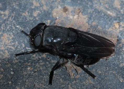 Black Bugs In House That Fly Out Of This World Blogs Ajax